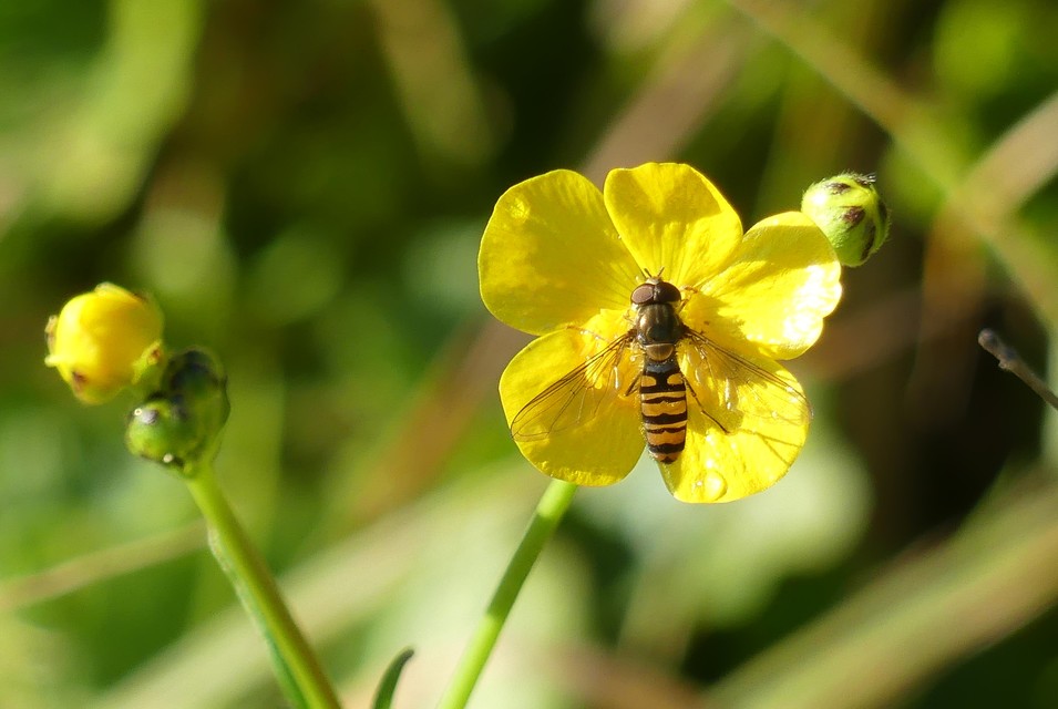 Episyrphus balteatus - ékfoltos zengőlégy