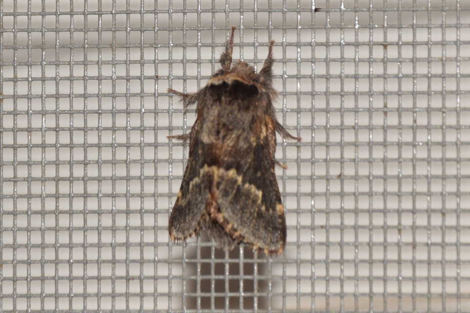 Poecilocampa populi - nyárfaszövő