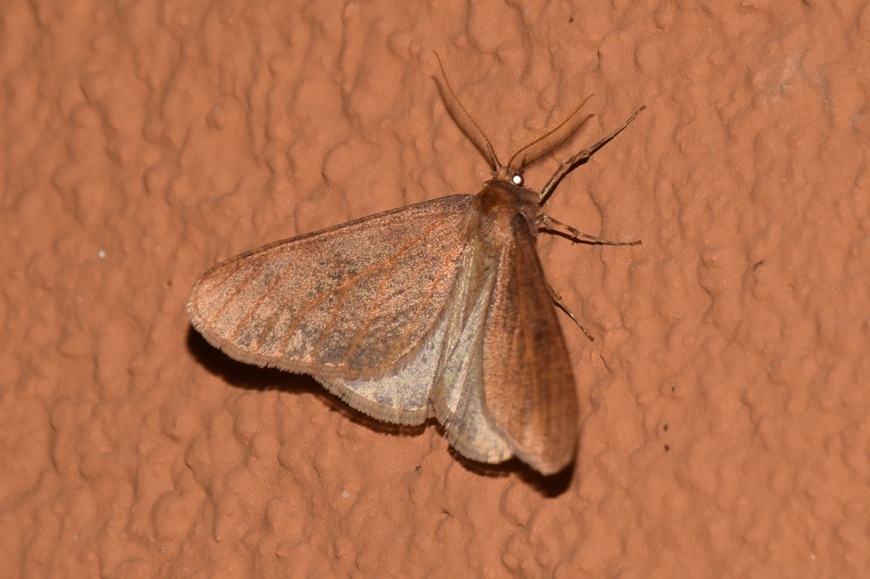 Erannis defoliaria - nagy téliaraszoló