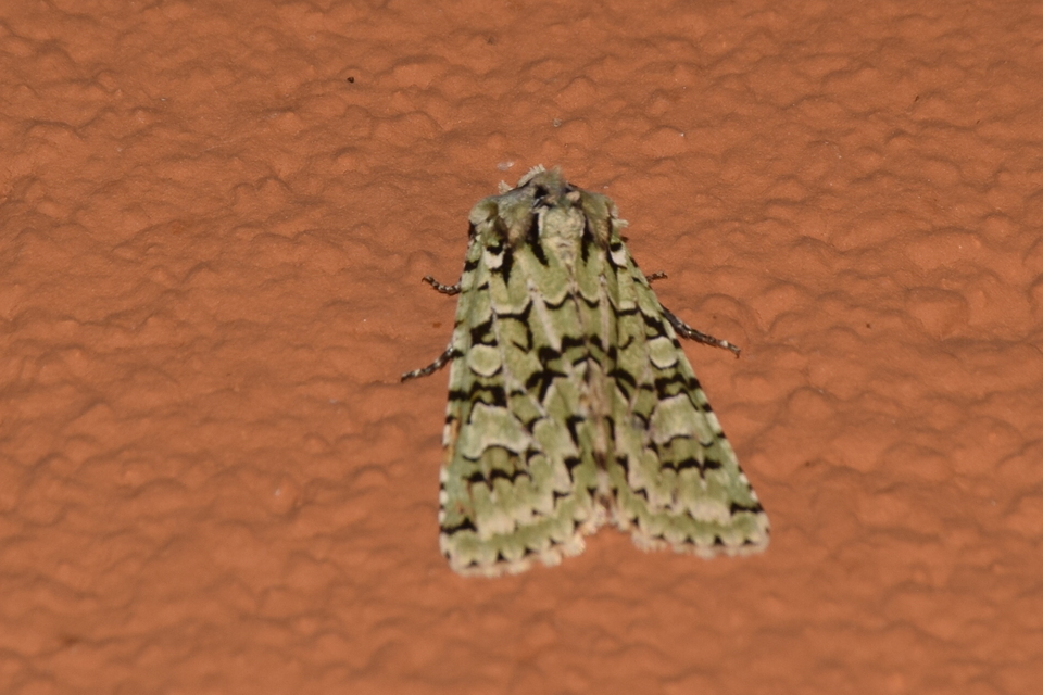 Griposia aprilina - őszi zöldbagoly