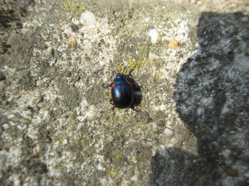 Chrysolina rossia - trapézhátú szegélyeslevelész