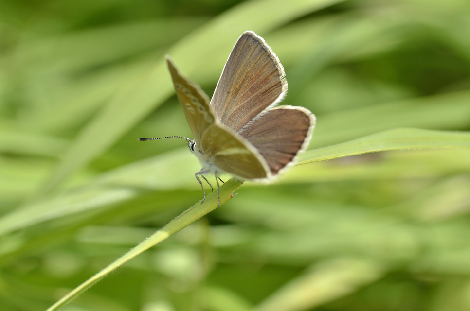 Polyommatus damon - csíkos boglárka