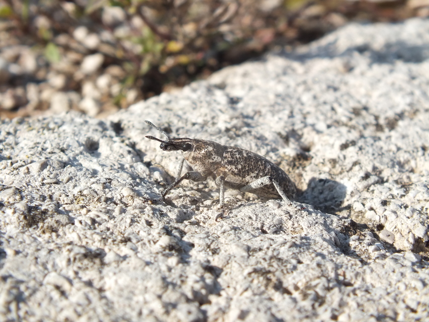 Cyphocleonus achates - ékes imolabarkó