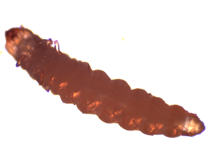 Oryzaephilus surinamensis - zsizsikfaló fogasnyakú-lapbogár
