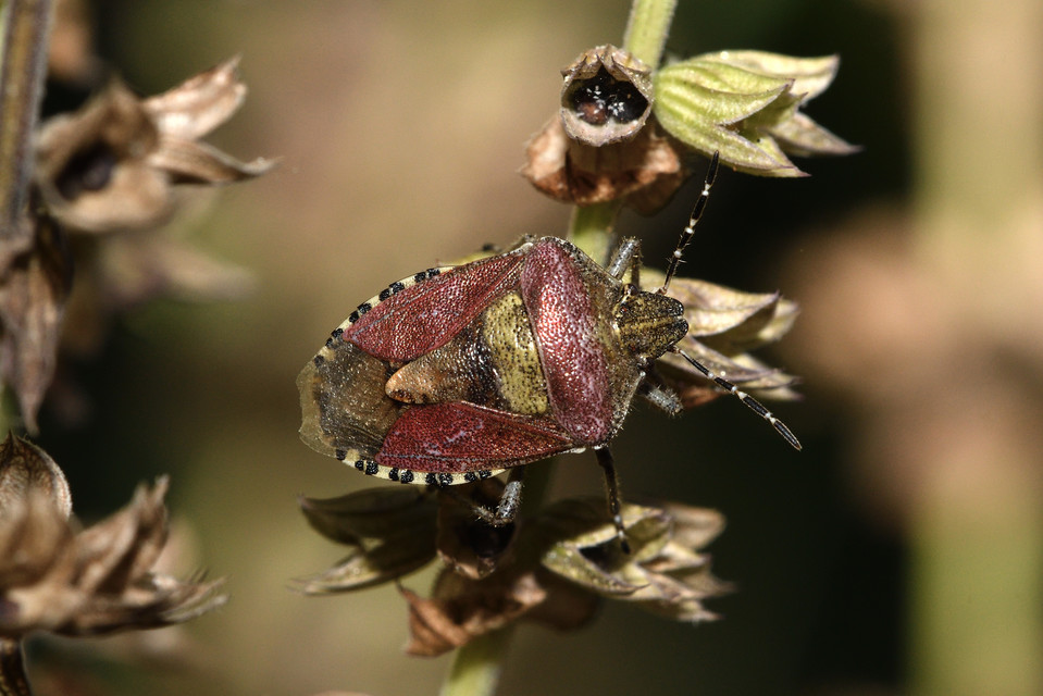 Dolycoris baccarum - közönséges bogyómászó-poloska