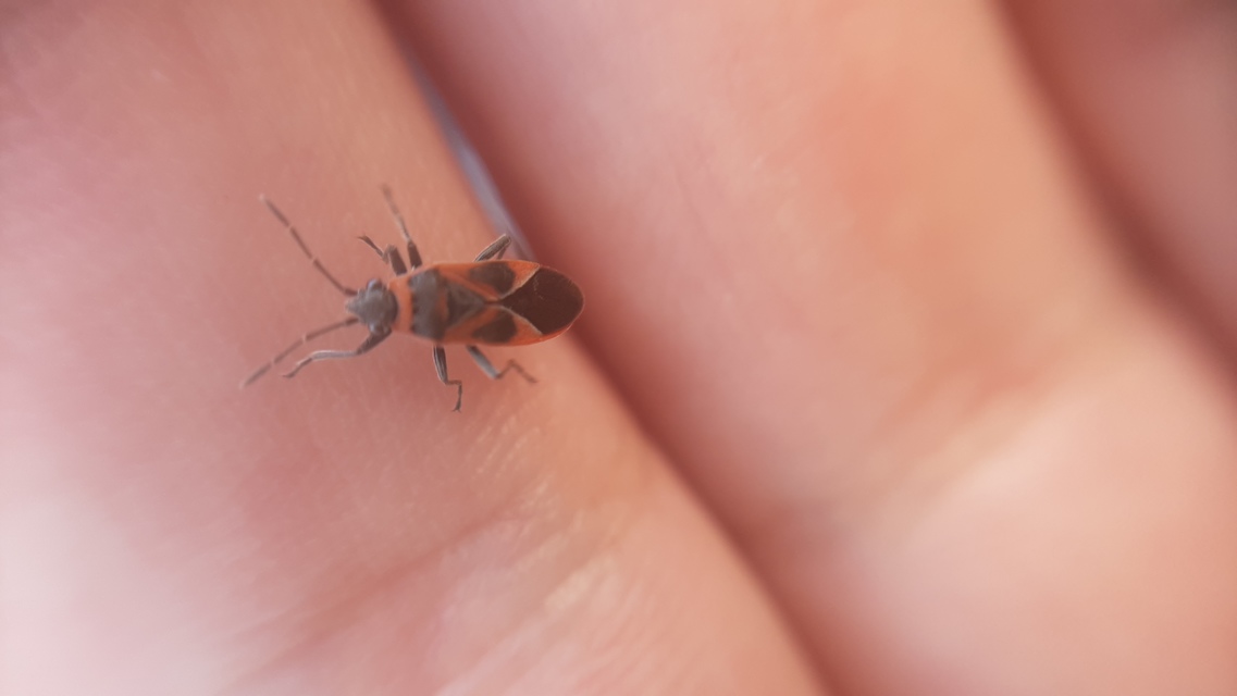 Arocatus longiceps - platánbodobács