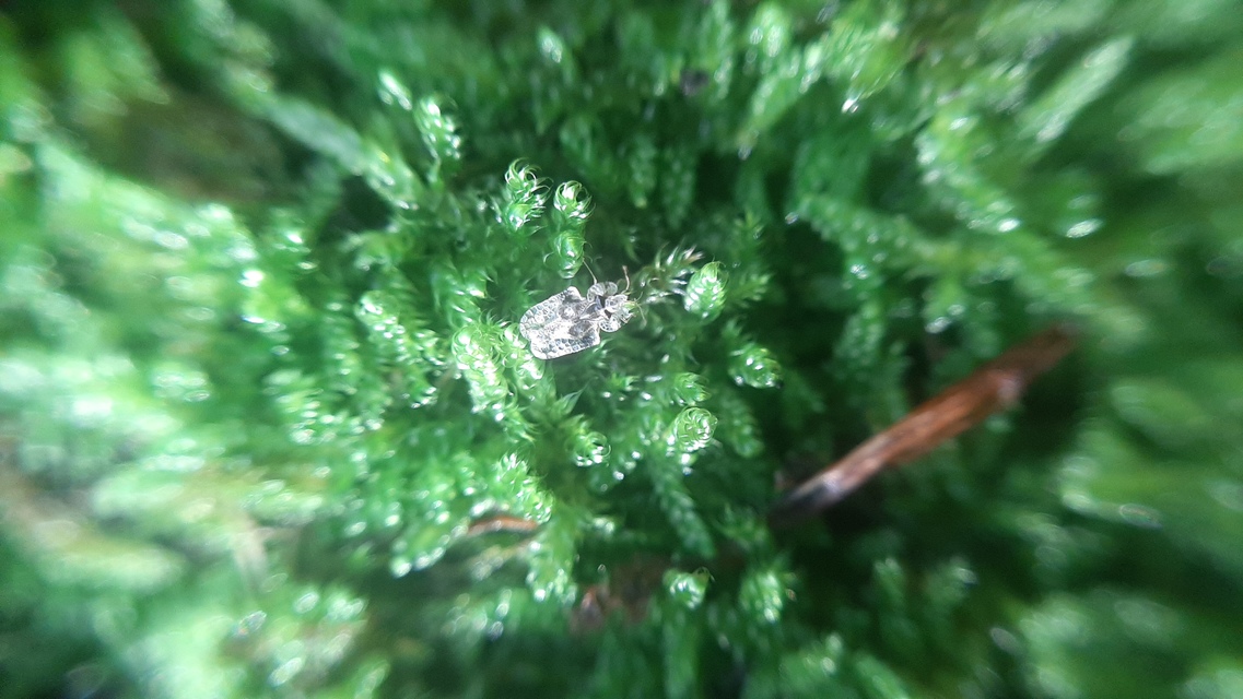 Corythucha arcuata - tölgy-csipkéspoloska
