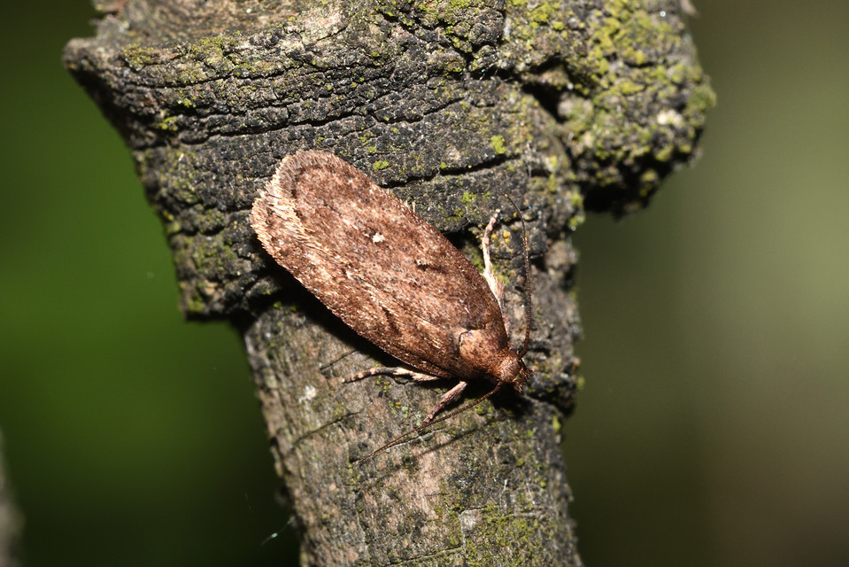 Depressaria albipunctella - fehérpettyes laposmoly