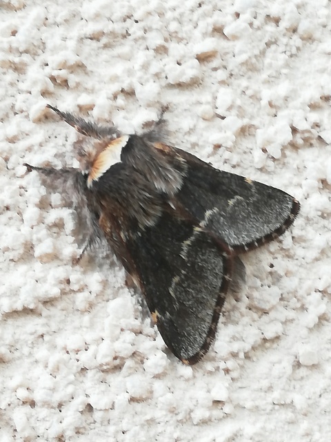 Poecilocampa populi - nyárfaszövő