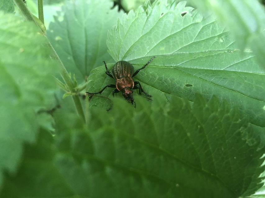Carabus Carabus