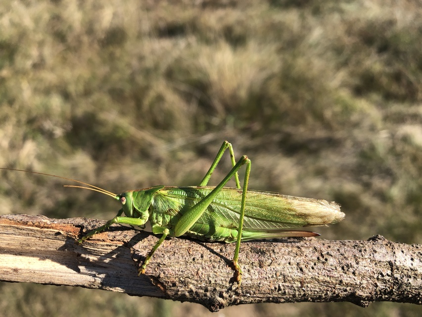 Tettigonia viridissima - zöld lombszöcske