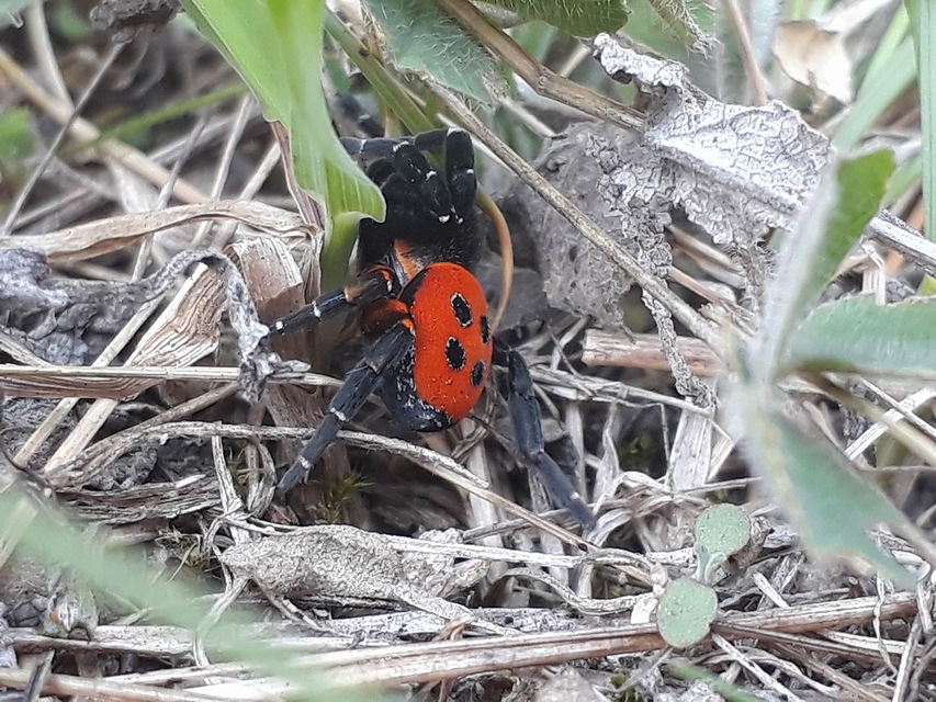 Eresus moravicus - sárgafejű bikapók Eresus moravicus - sárgafejű bikapók