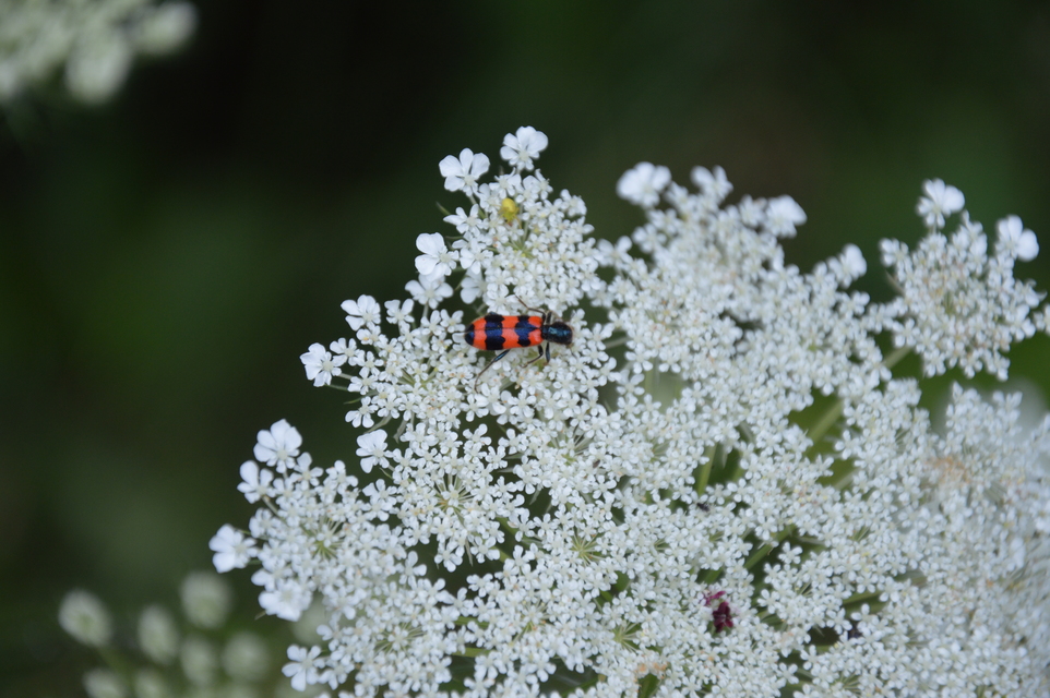 Trichodes apiarius - szalagos méhészbogár
