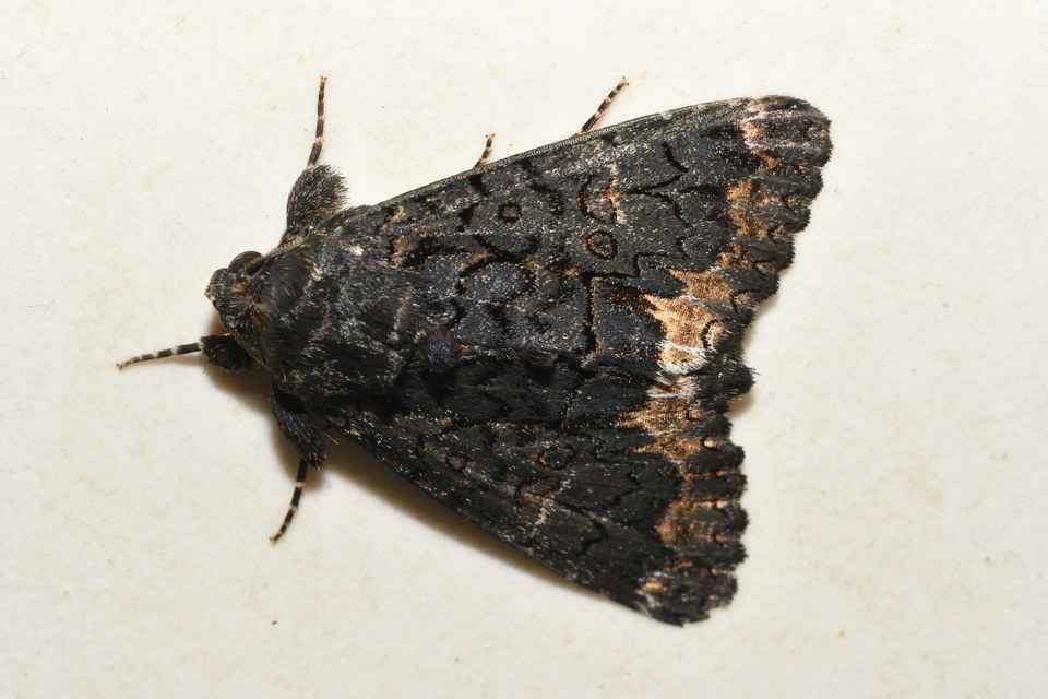 Catephia alchymista - fekete övesbagoly