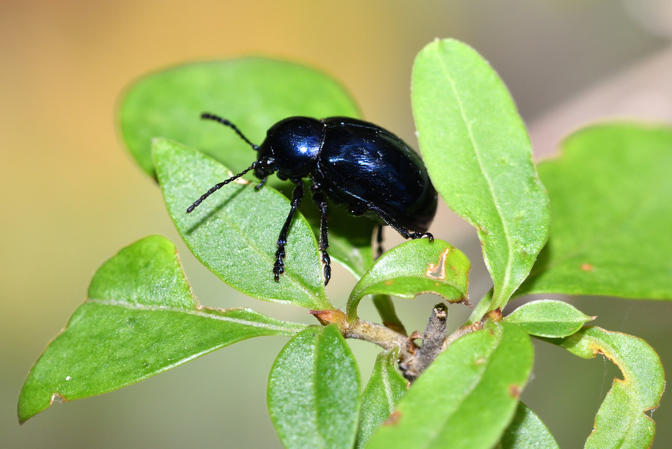 Chrysochus asclepiadeus - tündöklő méreggyiloklevelész
