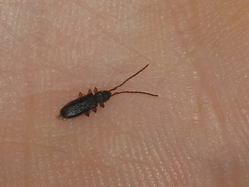 Uleiota planatus - hosszúcsápú fogasnyakú-lapbogár