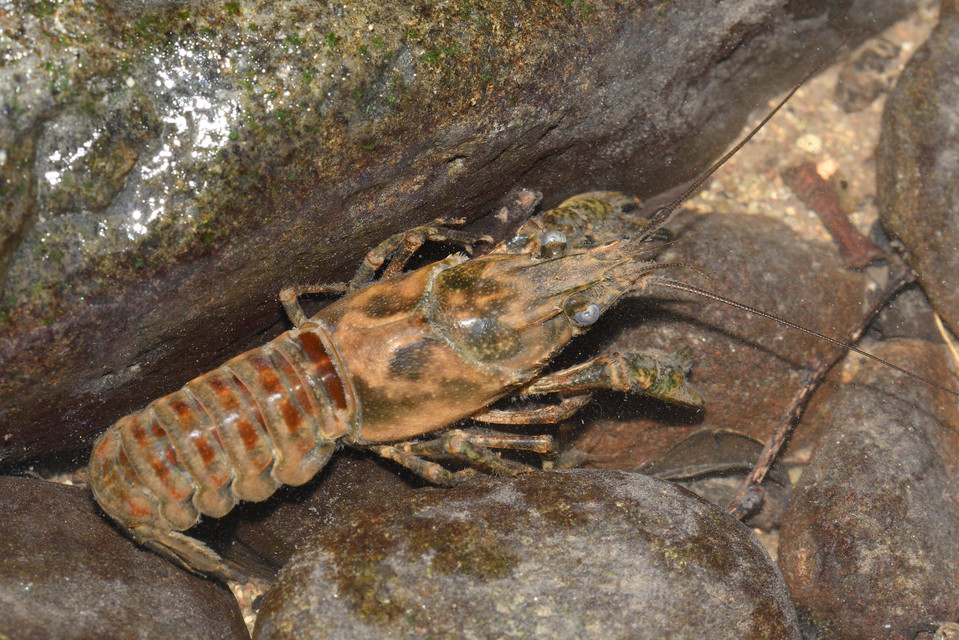 Orconectes limosus - cifrarák