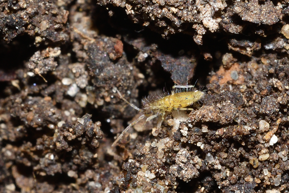 Entomobrya dorsalis