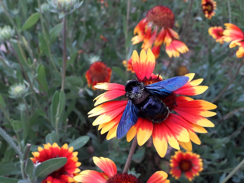 Xylocopa valga - gyakori fadongó Xylocopa valga - gyakori fadongó