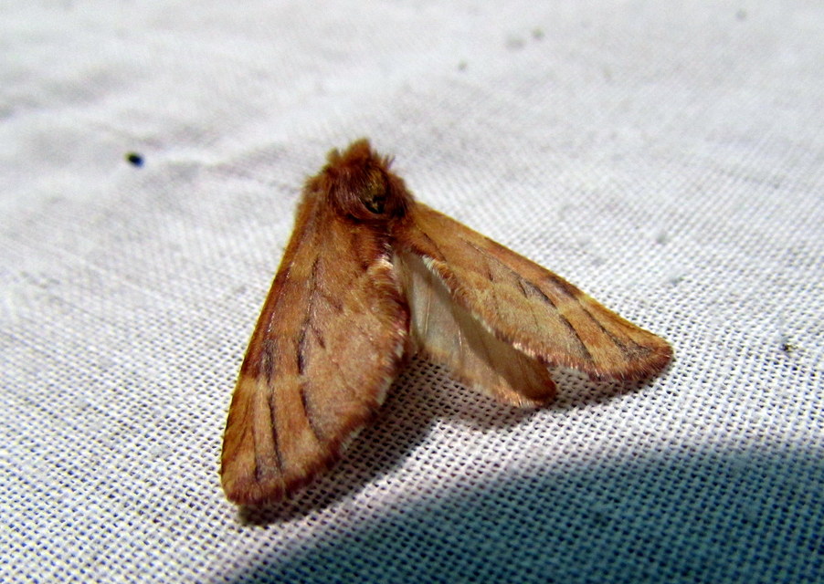 Ptilophora plumigera - tollas púposszövő