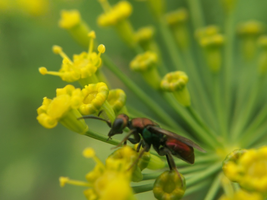 Hedychridium