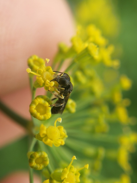 Crabronidae - szitásdarazsak