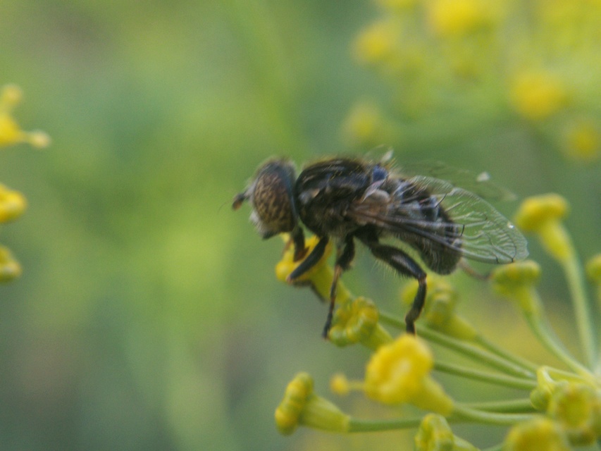 Eristalinus sepulchralis - fekete foltosszeműlégy