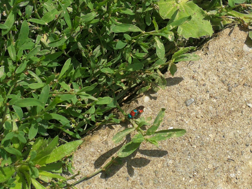 Chrysididae - fémdarazsak