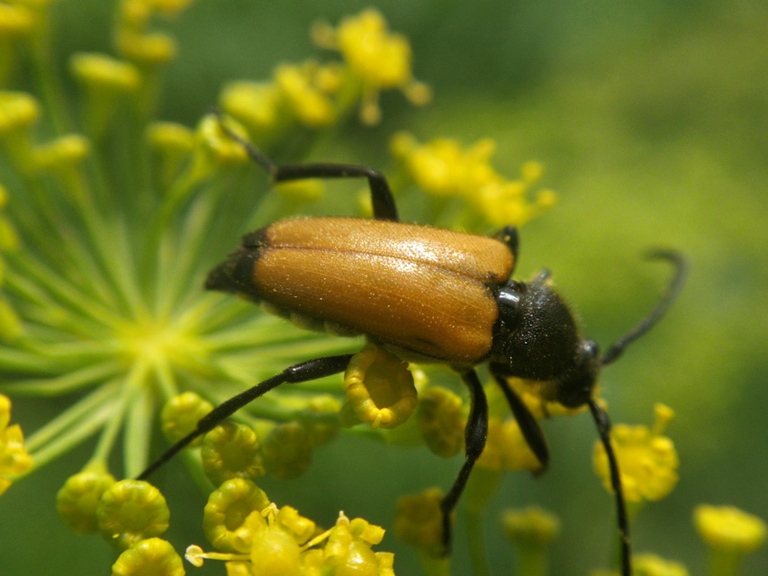 Stictoleptura fulva - vörhenyes virágcincér