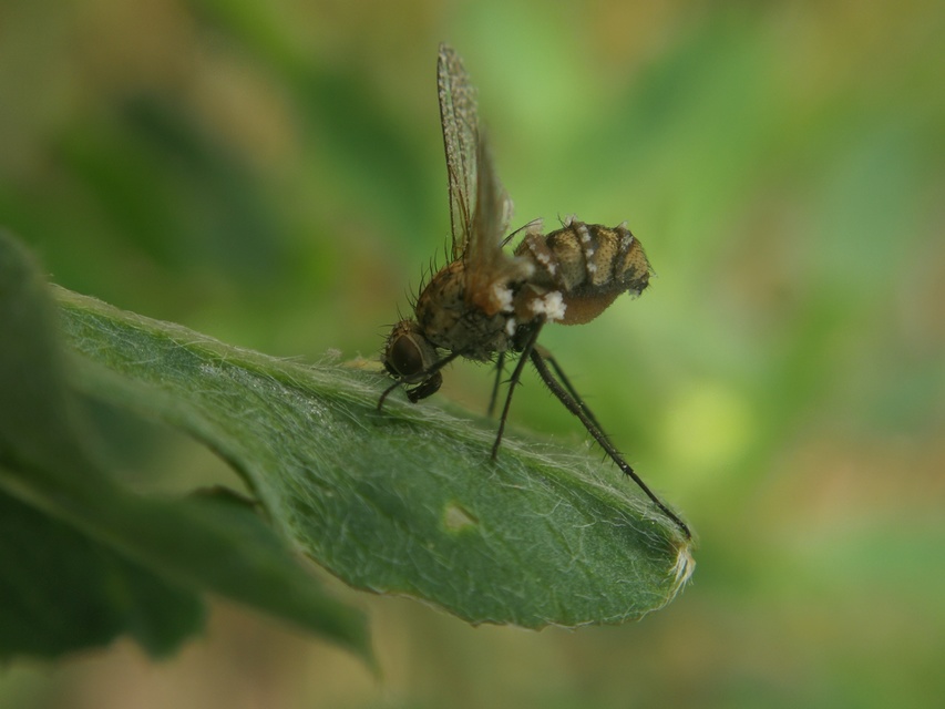 Anthomyiidae - viráglegyek