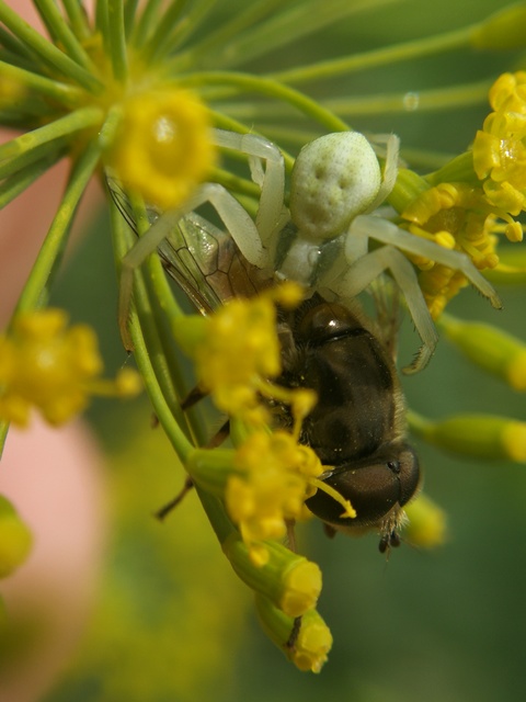 Misumena vatia - viráglakó karolópók
