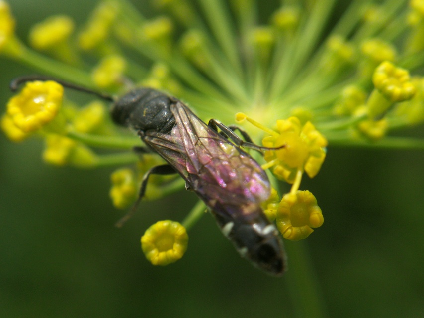 Sapygina decemguttata