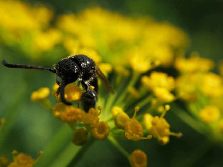 Philanthus triangulum - közönséges méhfarkas
