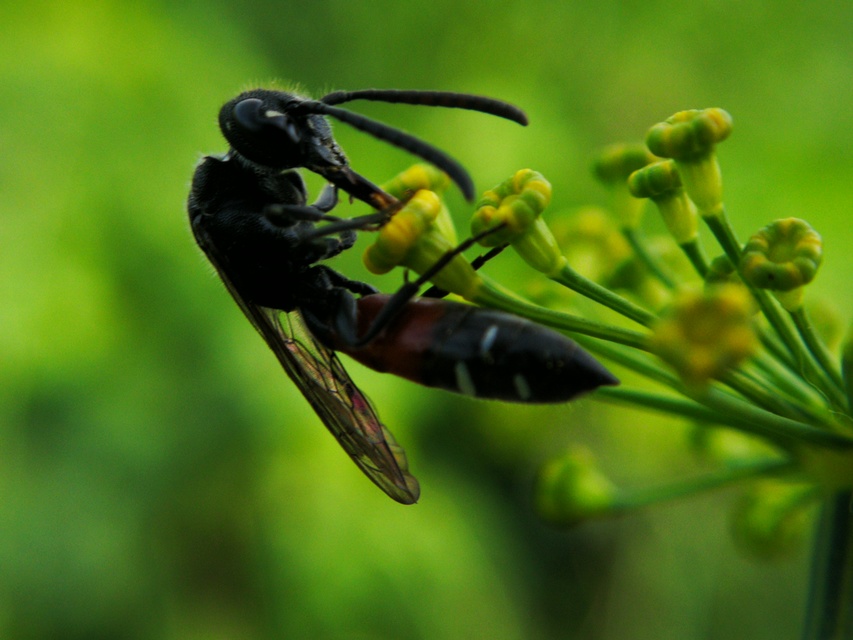 Sapyga quinquepunctata