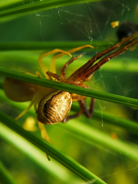 Misumena vatia - viráglakó karolópók