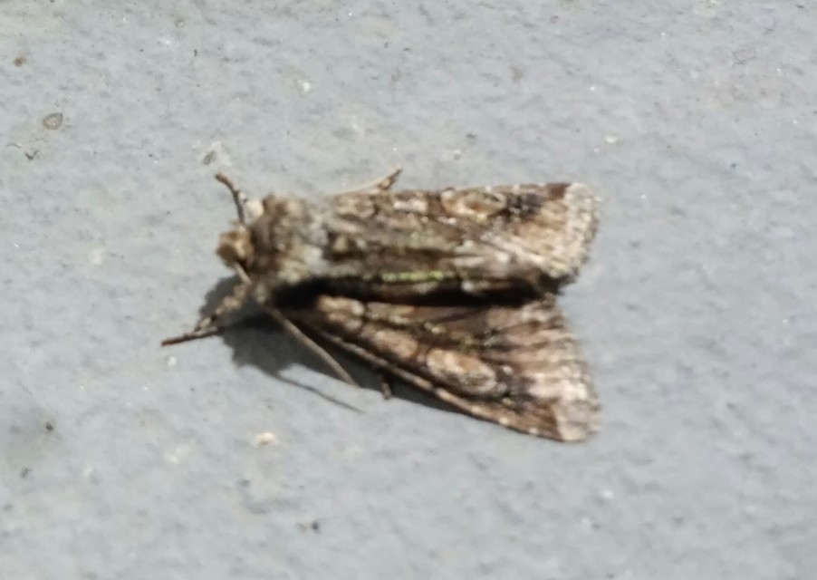 Allophyes oxyacanthae - galagonyabagoly