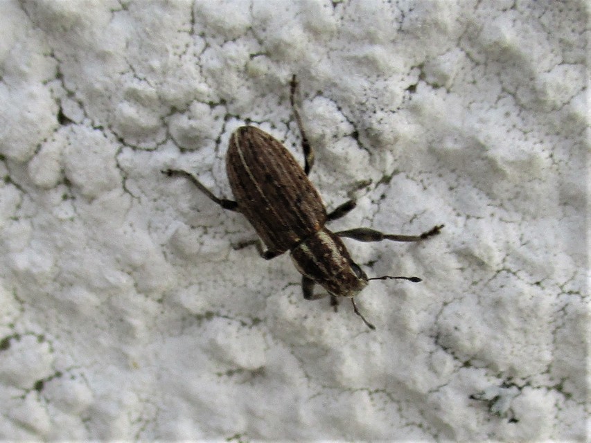 Sitona puncticollis - nagy csipkézőbogár