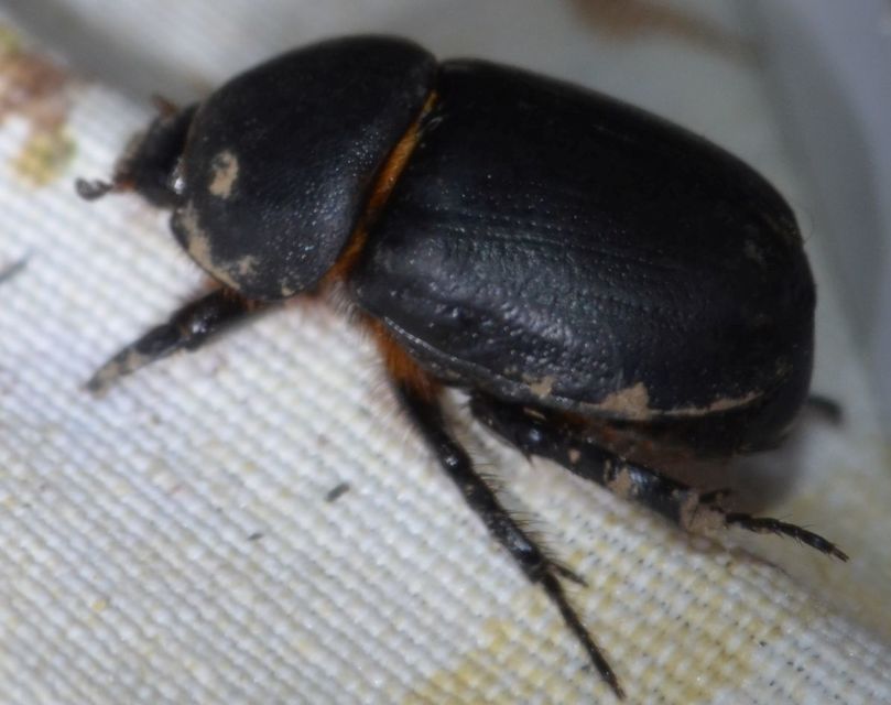 Pentodon idiota - butabogár