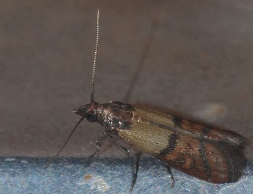 Plodia interpunctella - aszalványmoly