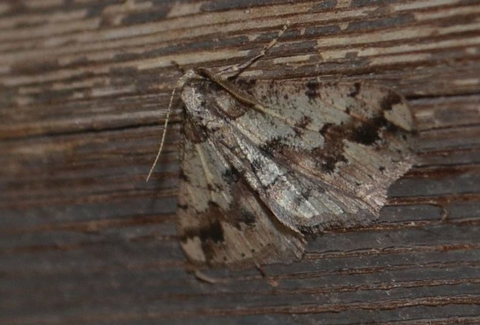 Agriopis bajaria - kökény-téliaraszoló