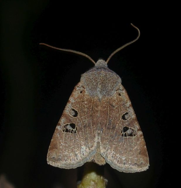 Conistra rubiginosa - szürke télibagoly