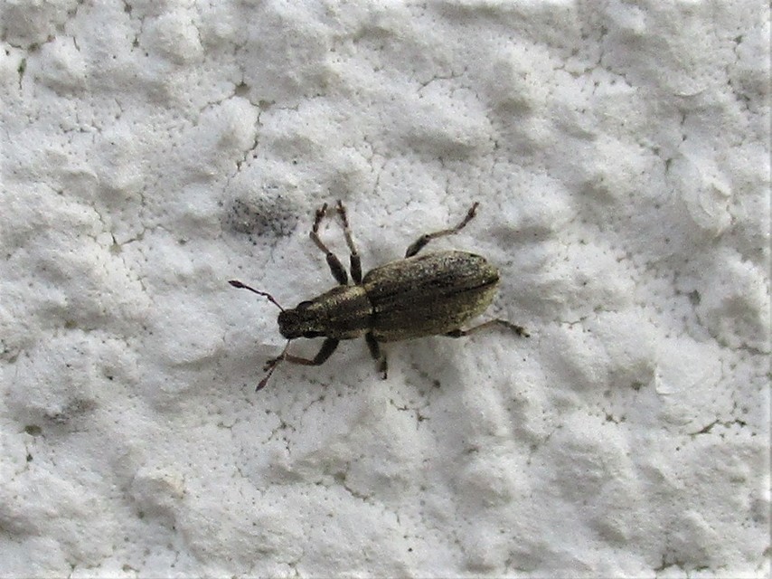 Sitona humeralis - lucerna-csipkézőbogár