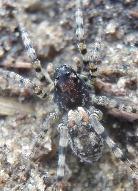 Arctosa perita - tarka farkaspók