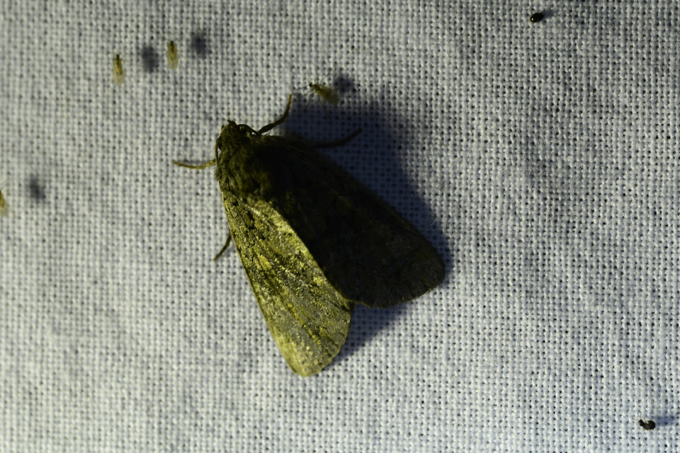 Craniophora ligustri - fagyalbagoly