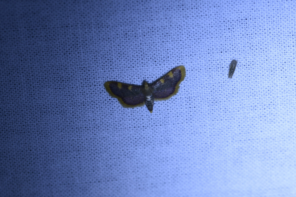 Hypsopygia costalis - szénailonca