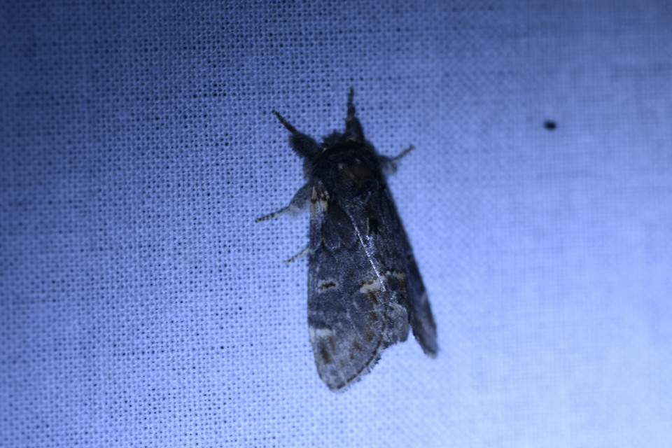 Notodonta dromedarius - tevehátú púposszövő