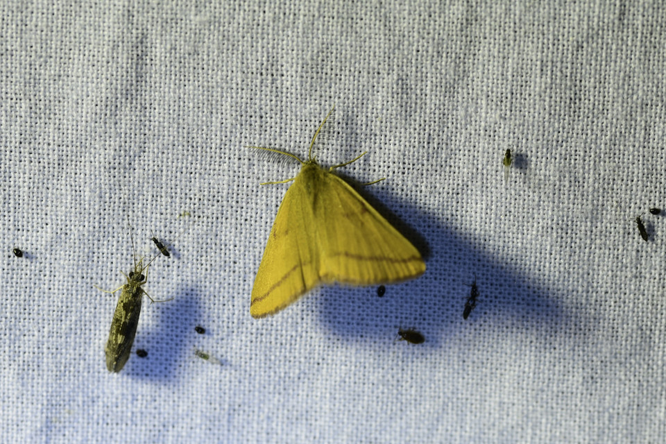 Lythria purpuraria - bíborsávos araszoló