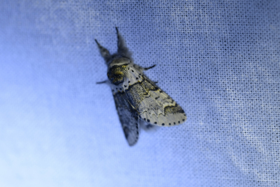 Furcula furcula - szürke púposszövő