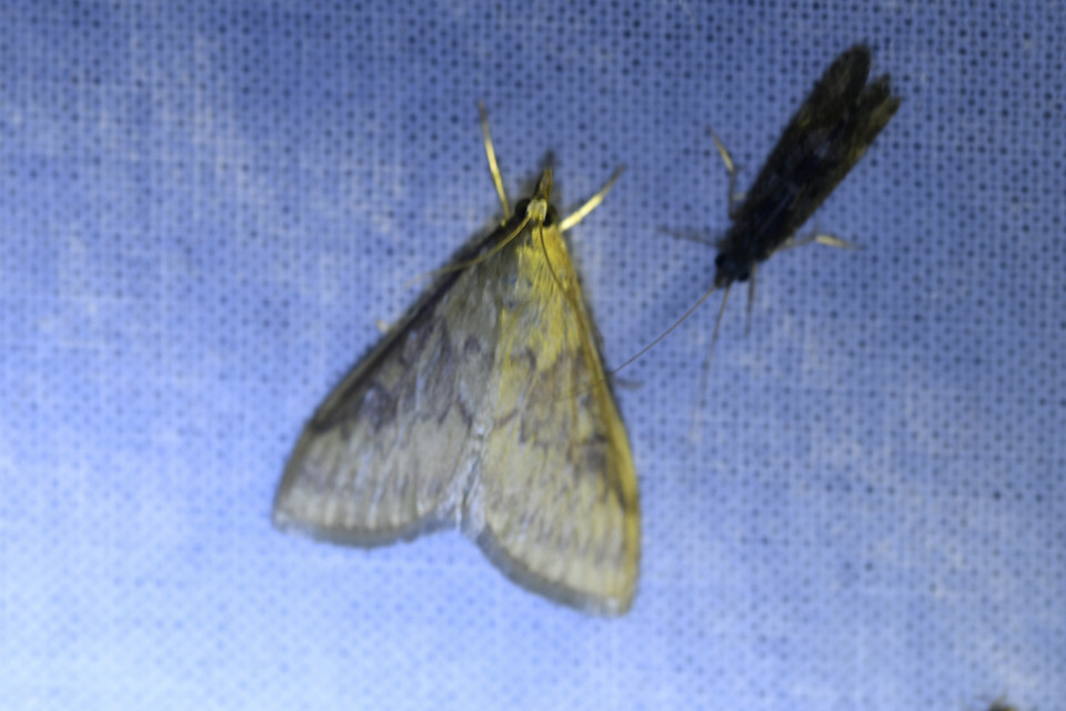 Ostrinia nubilalis - kukoricamoly