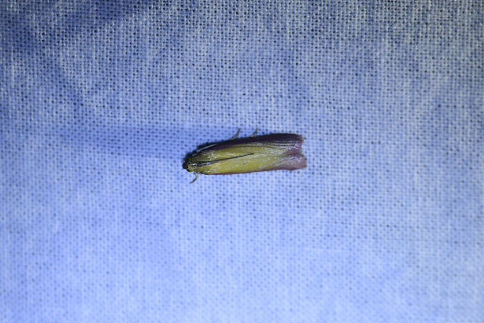 Oncocera semirubella - lucernamoly